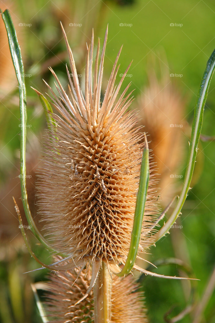 Spiked plant growing at outdoors