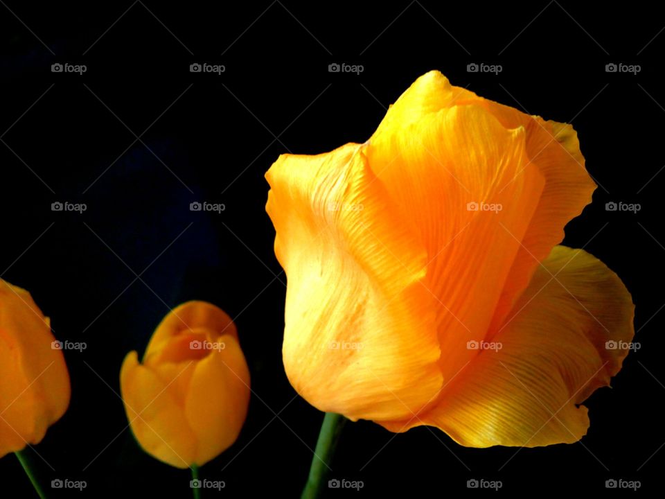 Yellow tulips on a black background