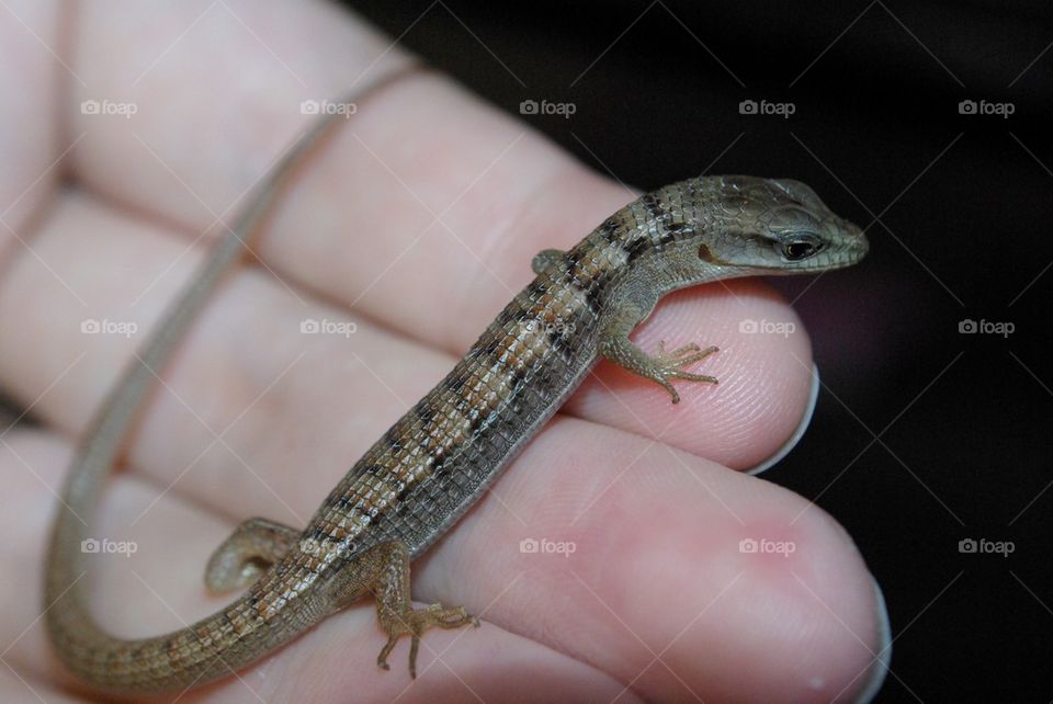 Alligator lizard
