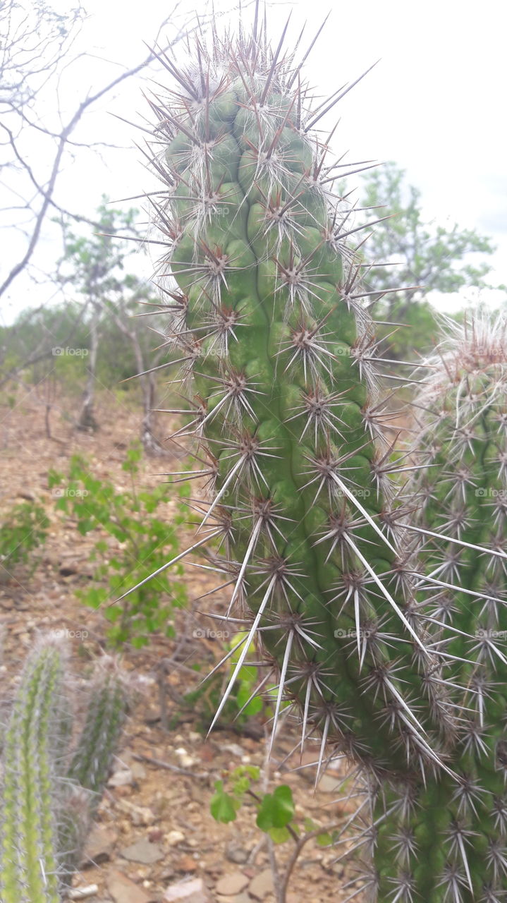 Cactus de Meu Sertão