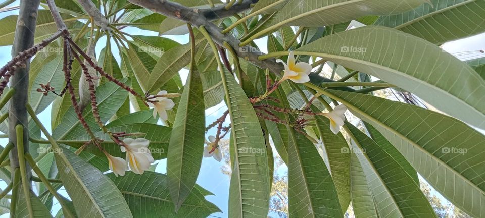 Chafa....Indian very popular flower worship for God. Chafa flower famous for smells.