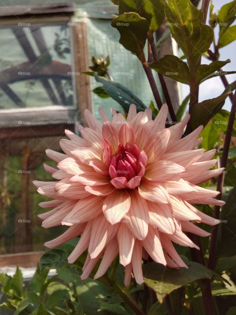 beautiful flower in the garden