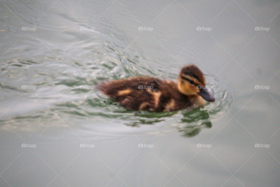 Small wild duck at water of a river