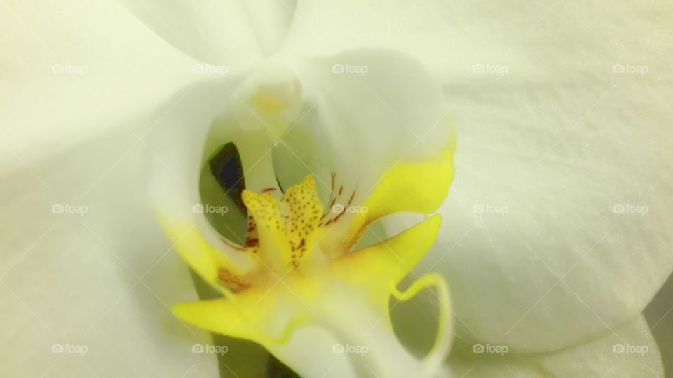 Orchid in detail