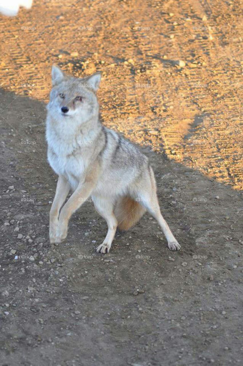 un jeune coyote très curieux