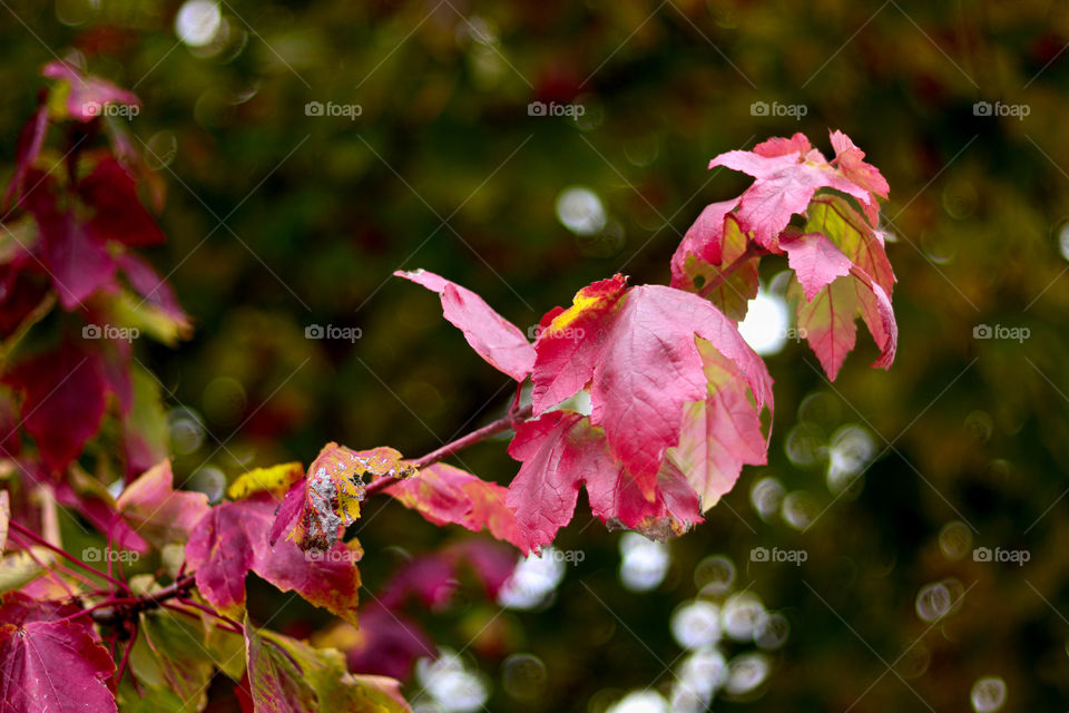 red leaves on a branch