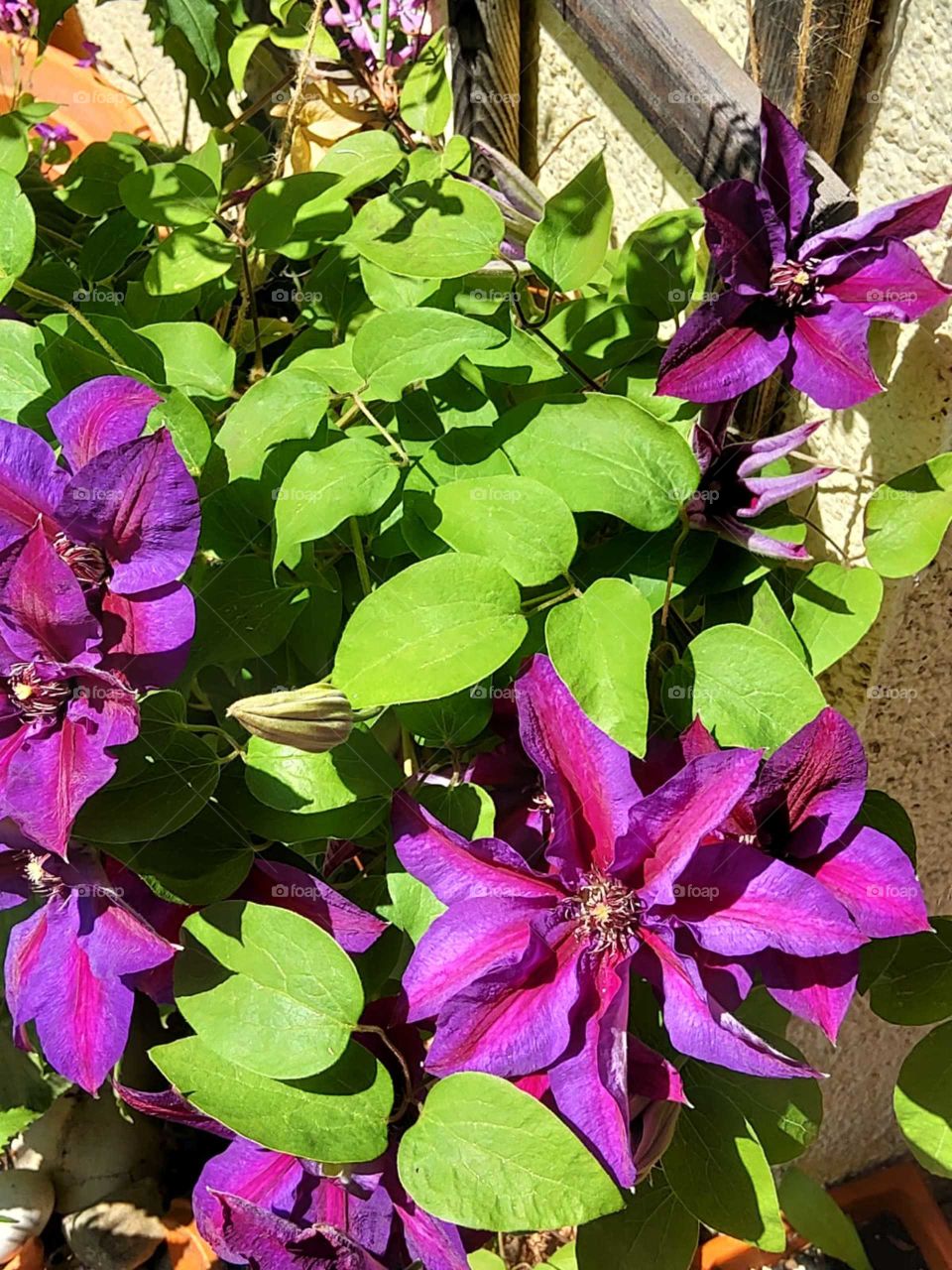 Clematis