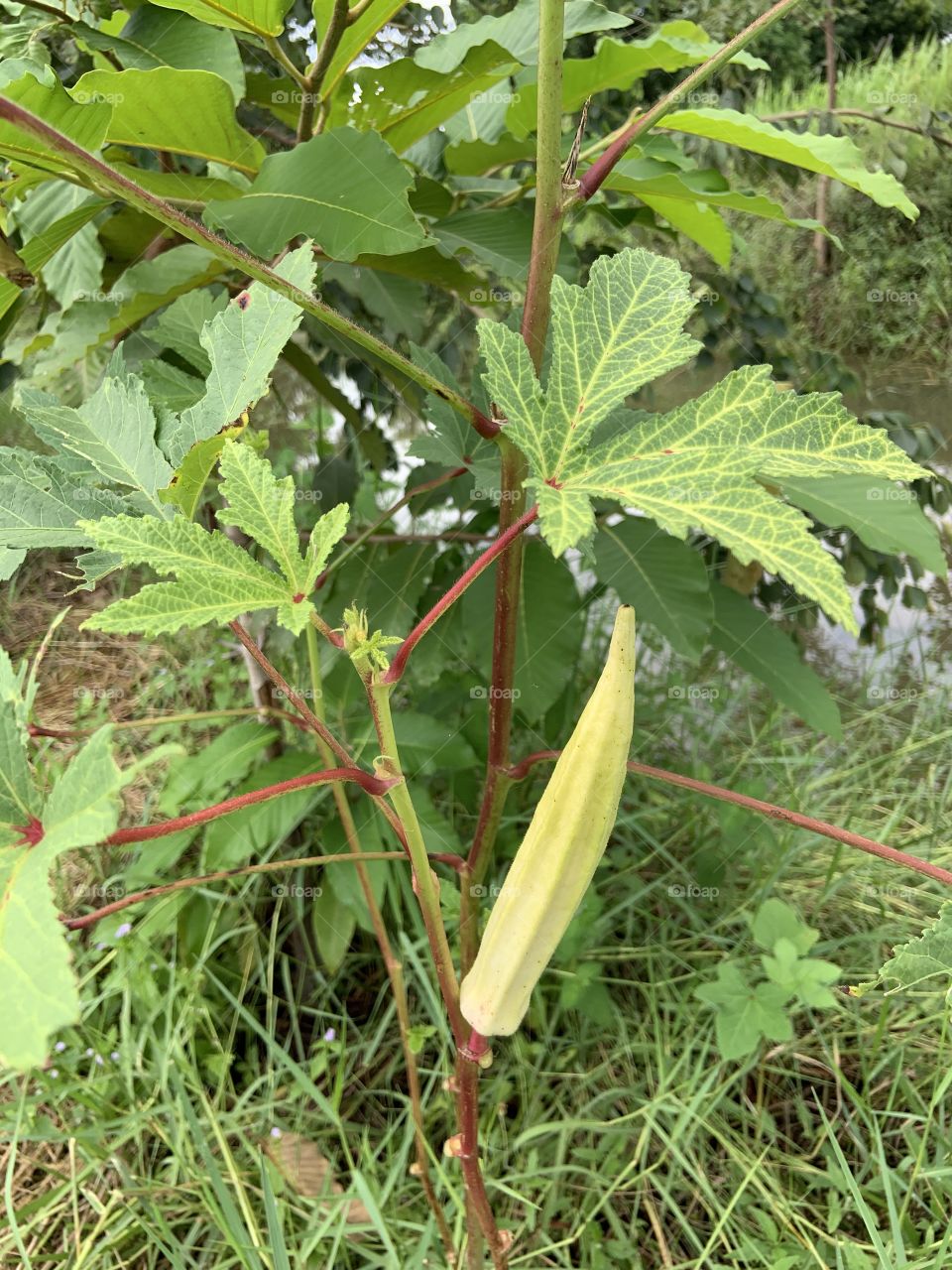 Color : green & yellow, My garden ( Thailand)