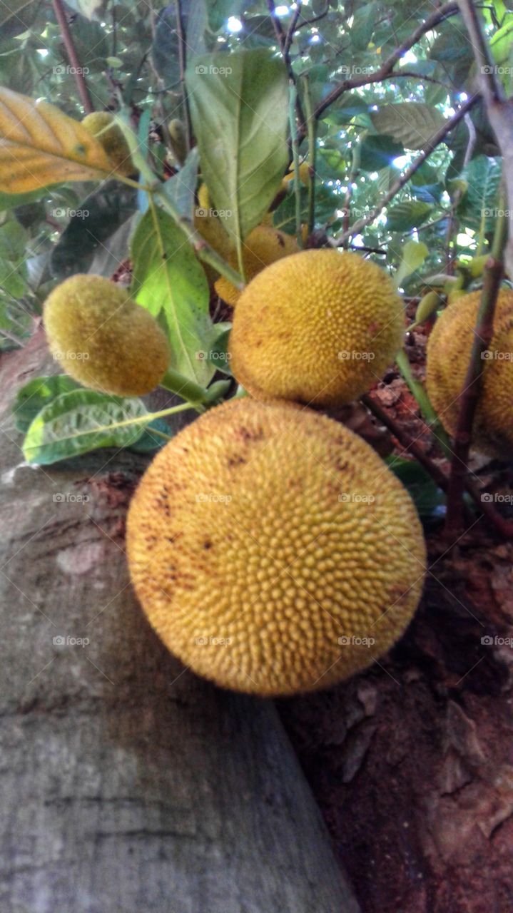jak fruits
