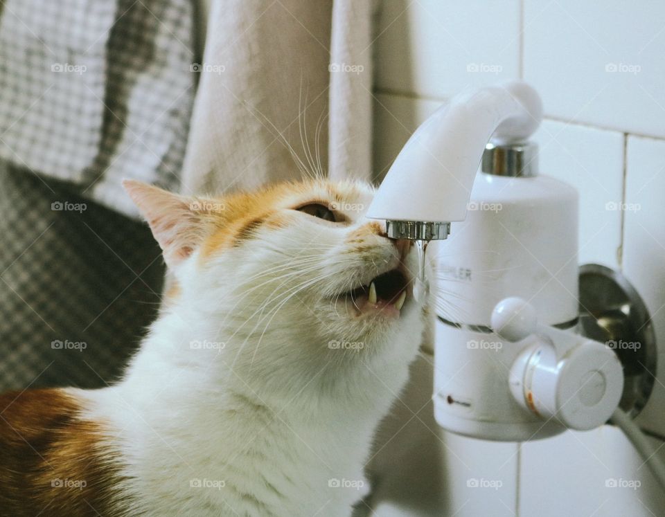 The cat drinks water