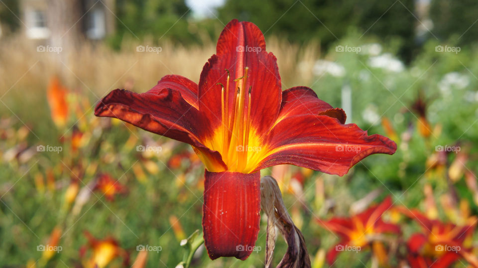 yellow flower red by angeljack