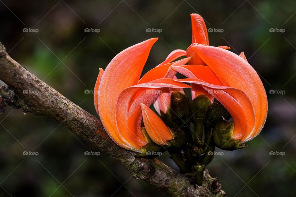 The spring is beautiful with Beautea monosprma.