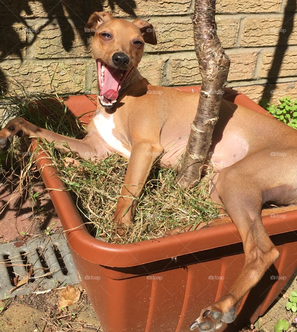 Amber the silly Italian greyhound puppy sunbathing and yawning in a flowerpot in the garden in summer 