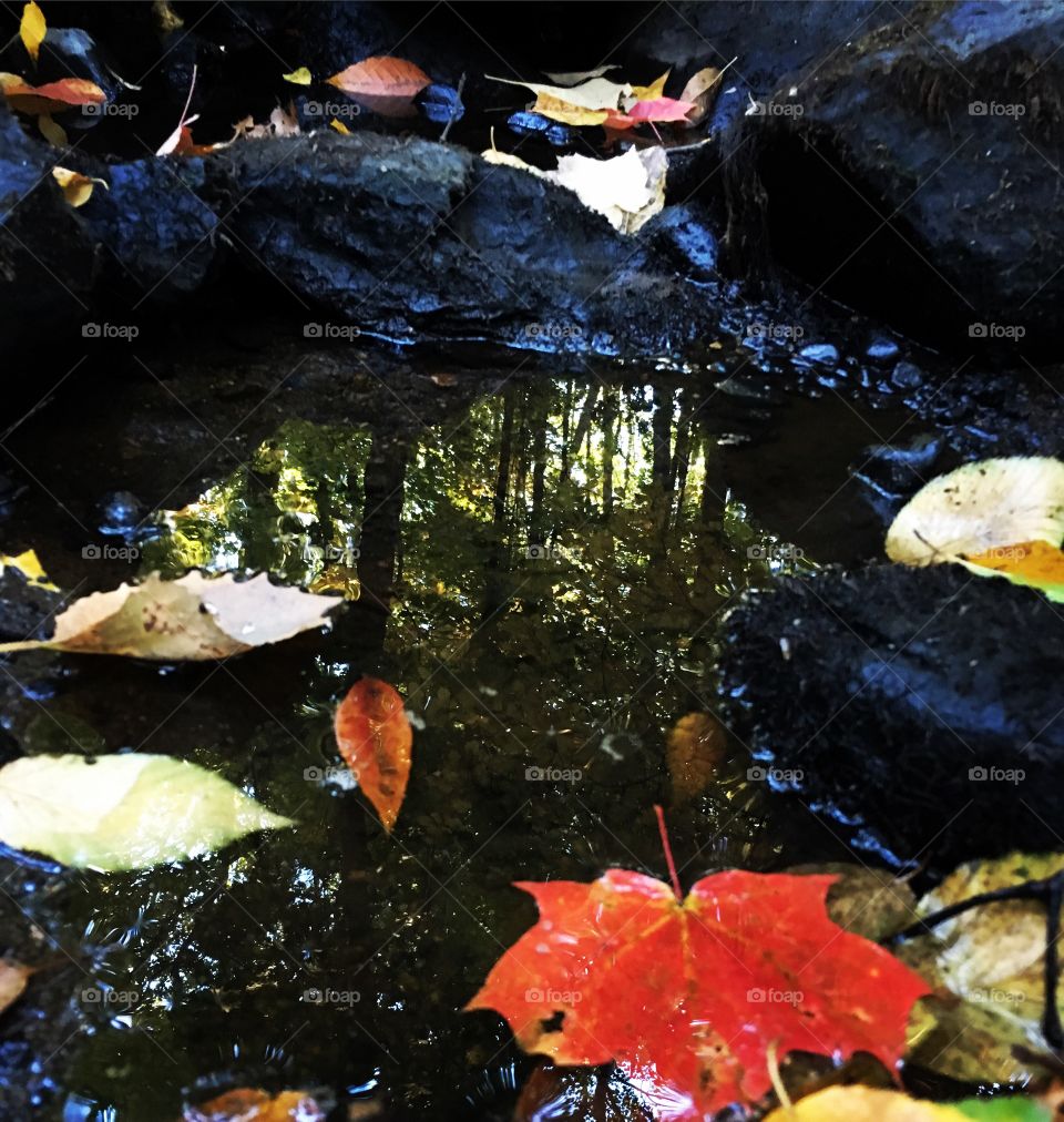 Reflection in water