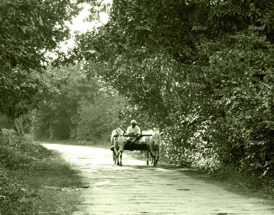 bullock cart in county road