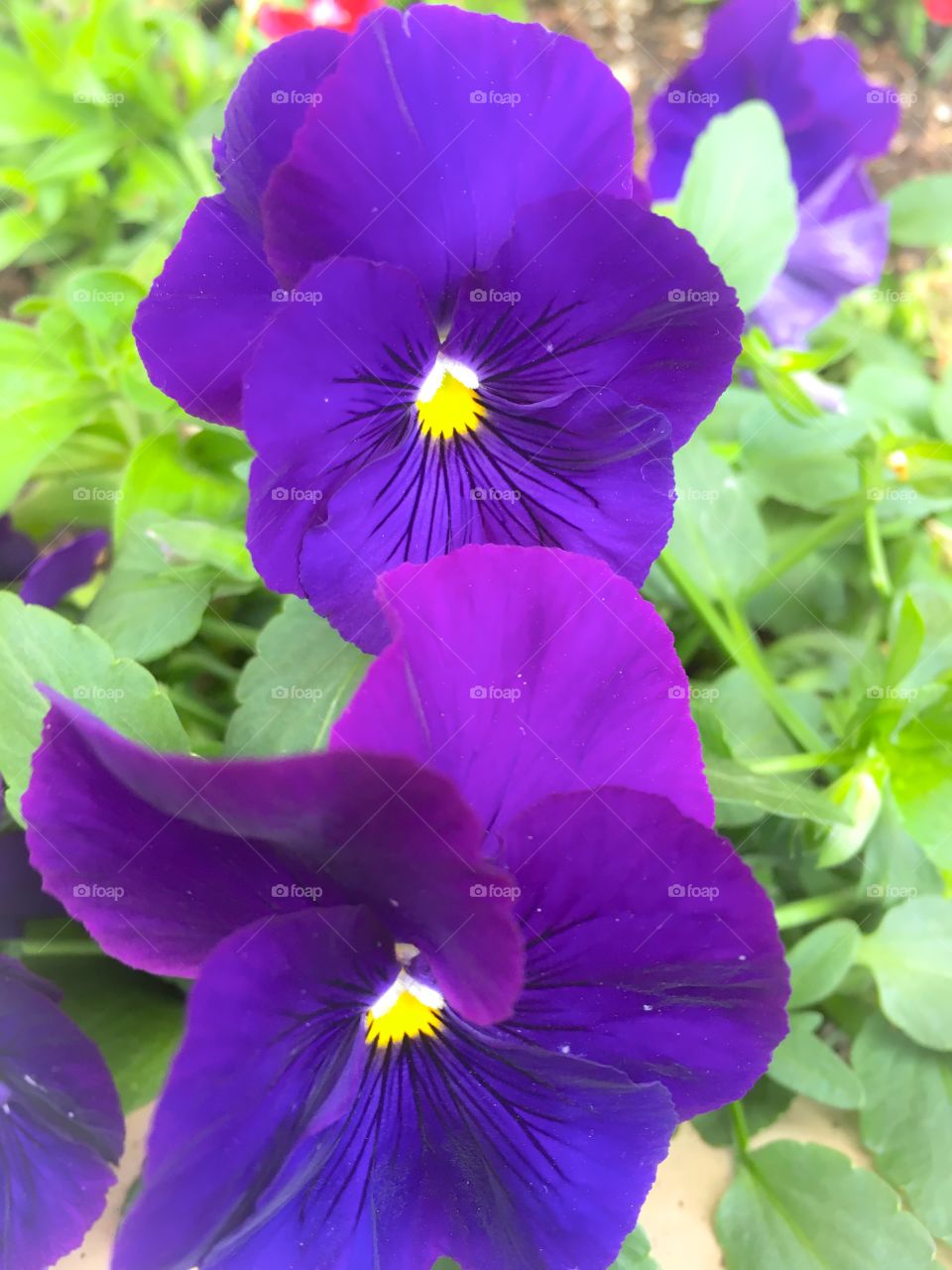 Purple pansy