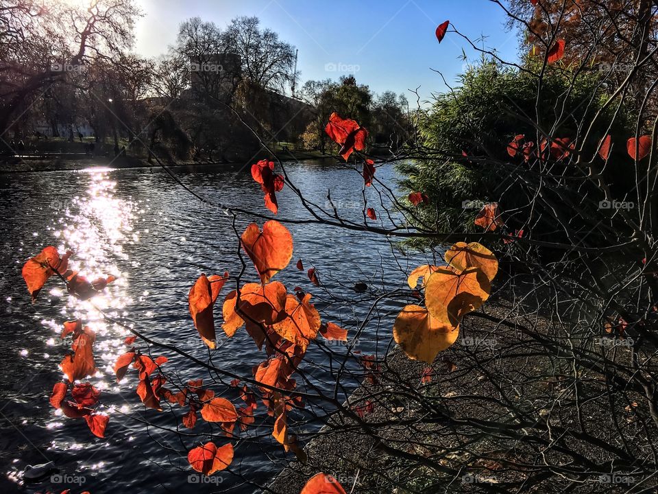 Fall, Water, Tree, Outdoors, River