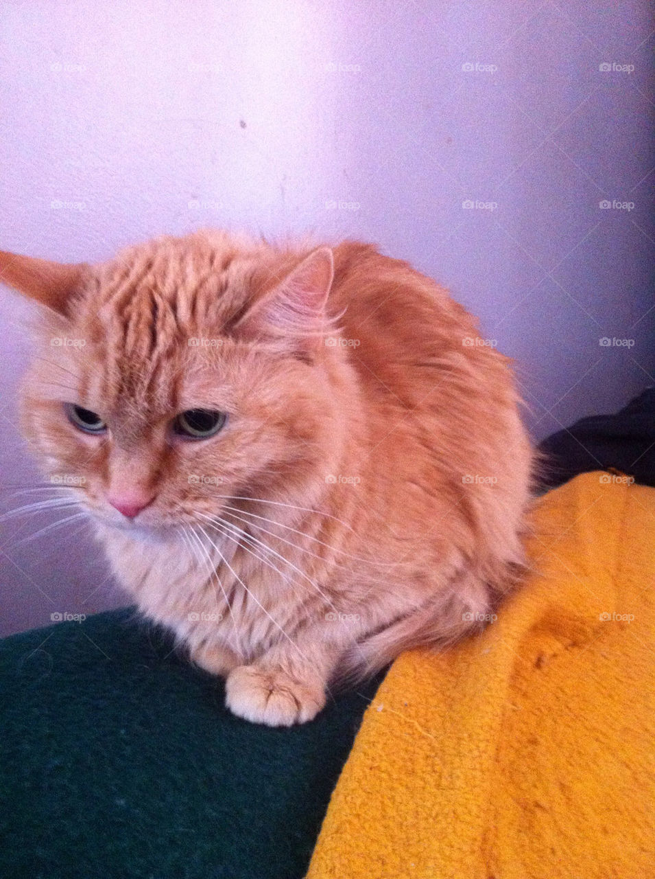 Cat, Portrait, Pet, Mammal, One