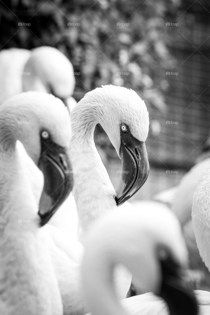 flamingos portrait black and white