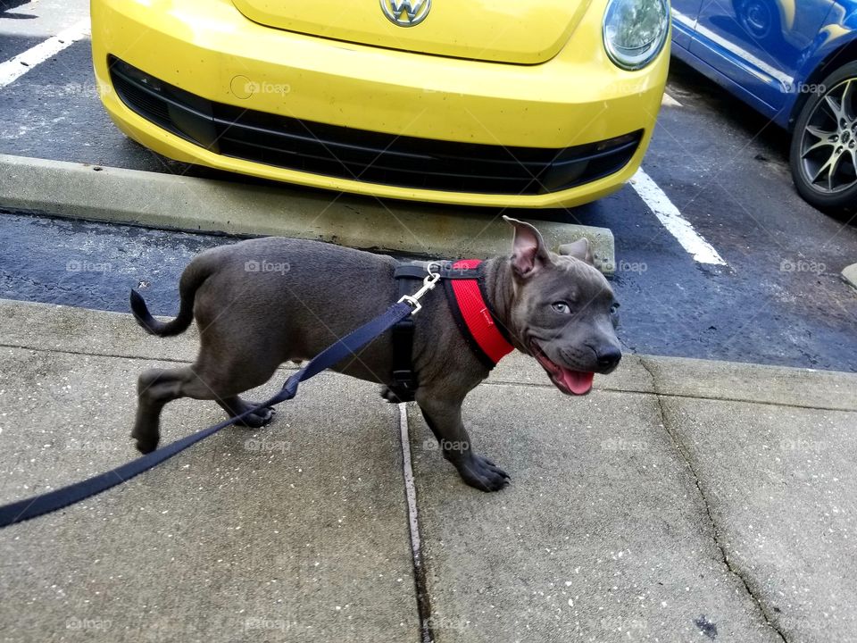 Staffordshire bull terrier puppy dog happily on a walk with leash and harness