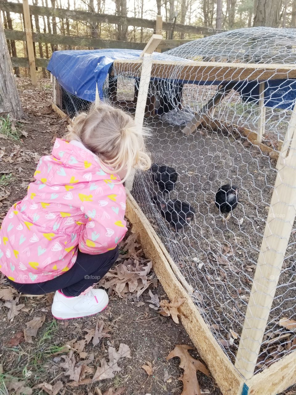 just a girl and her chickens