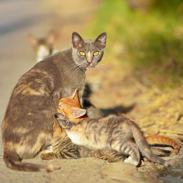 mother's nostalgia