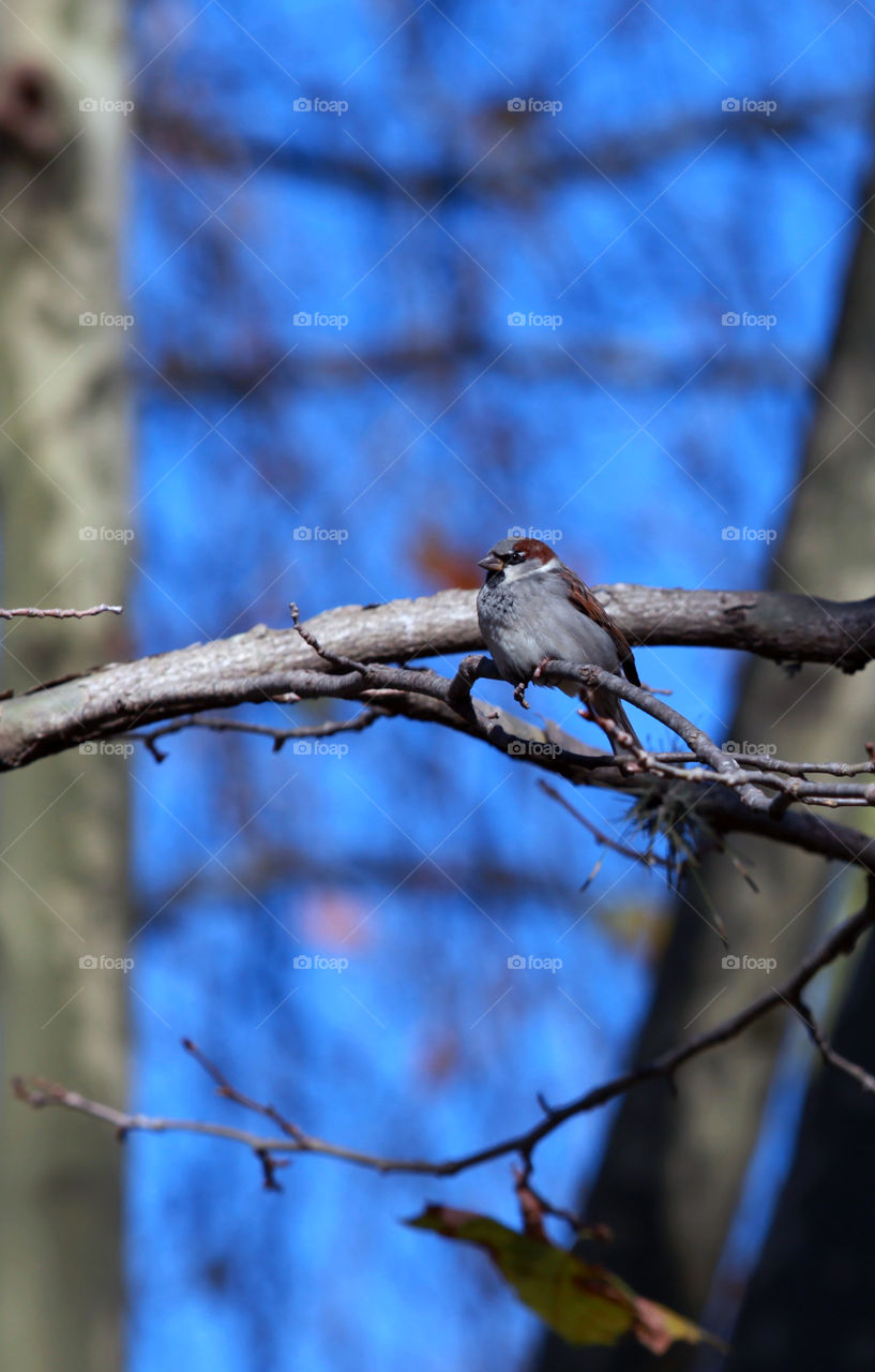 Bird perched on tree branch with blue sky