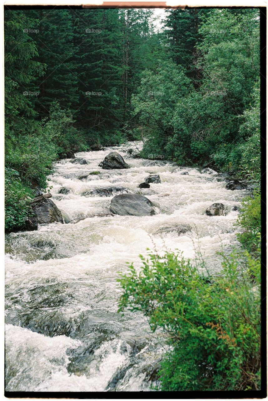 stream in the forest