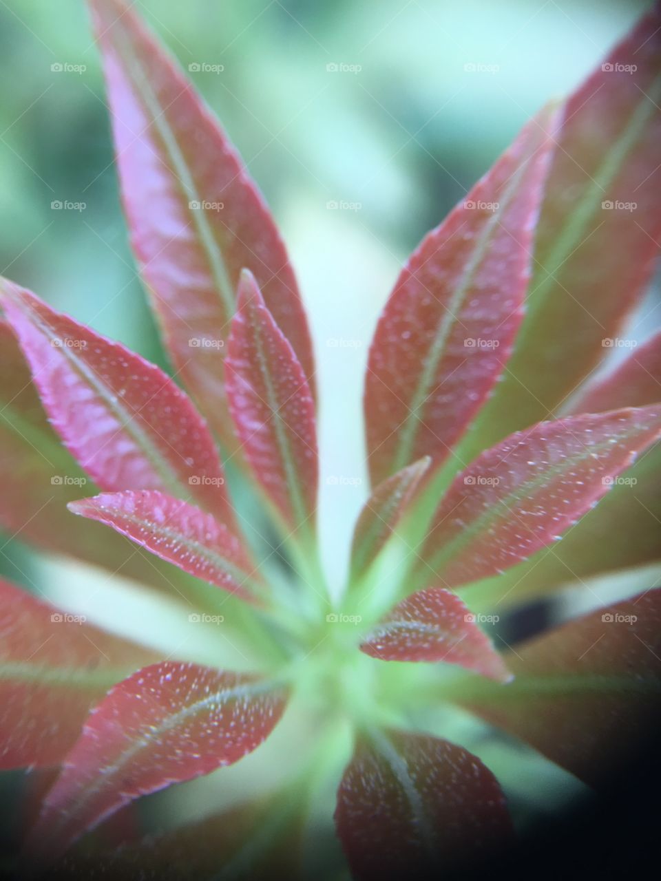 Macro of tiny leaves