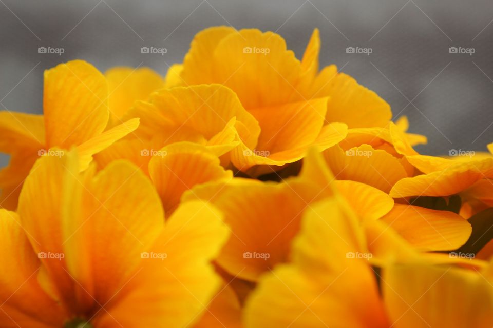 orange flowers