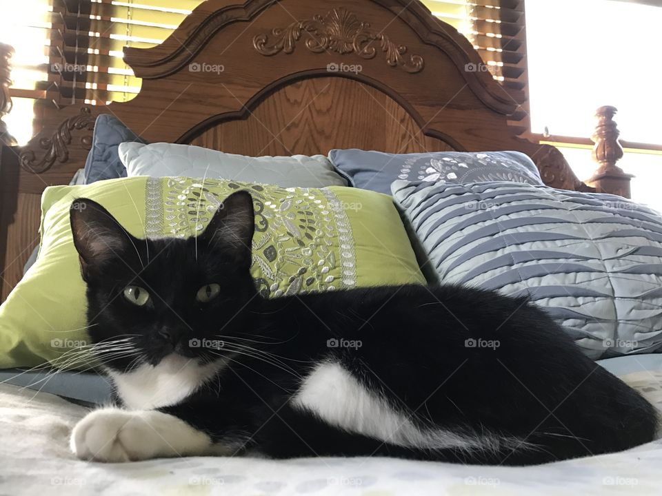Pretty kitty laying on the bed