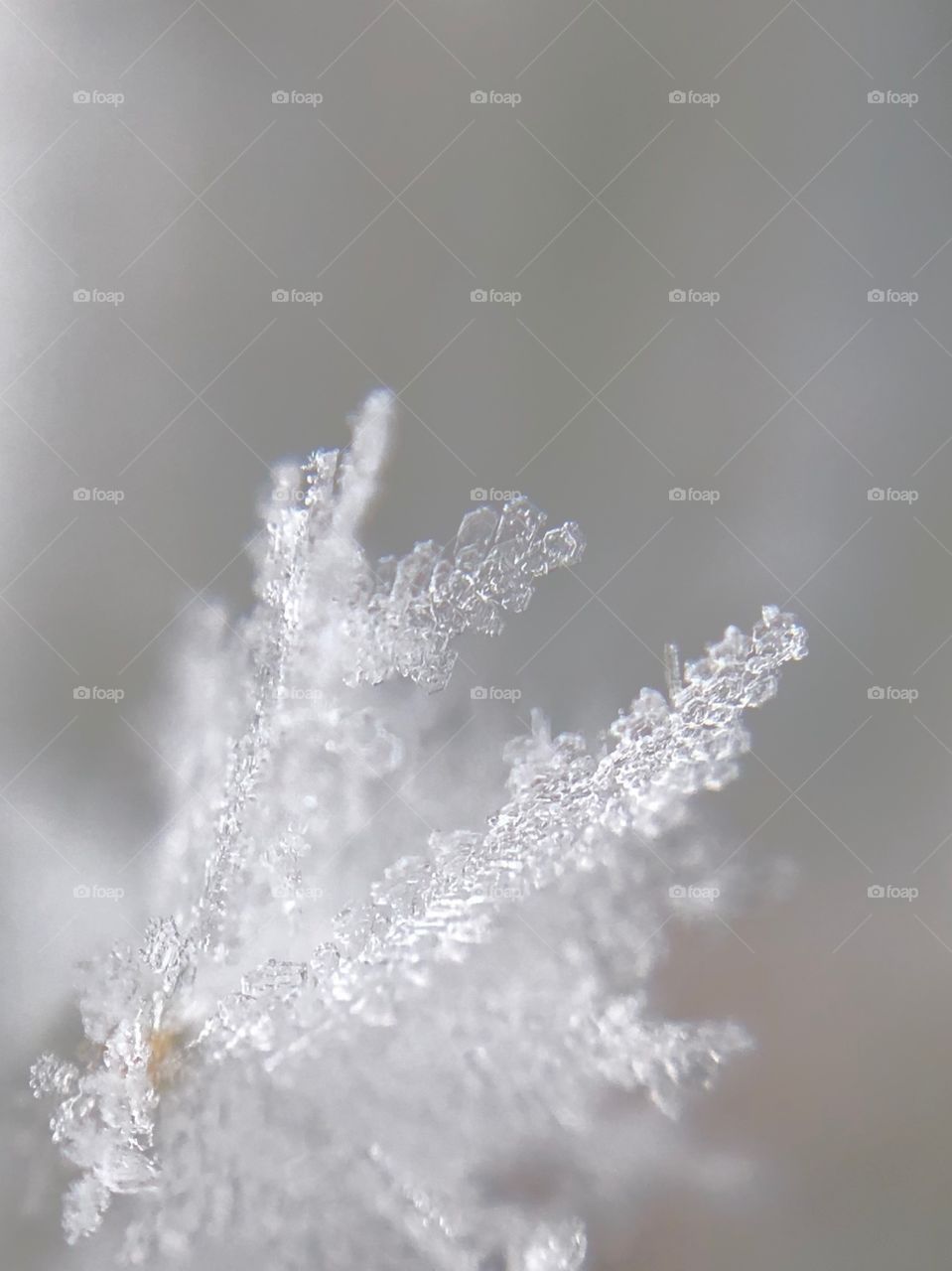Macro frost