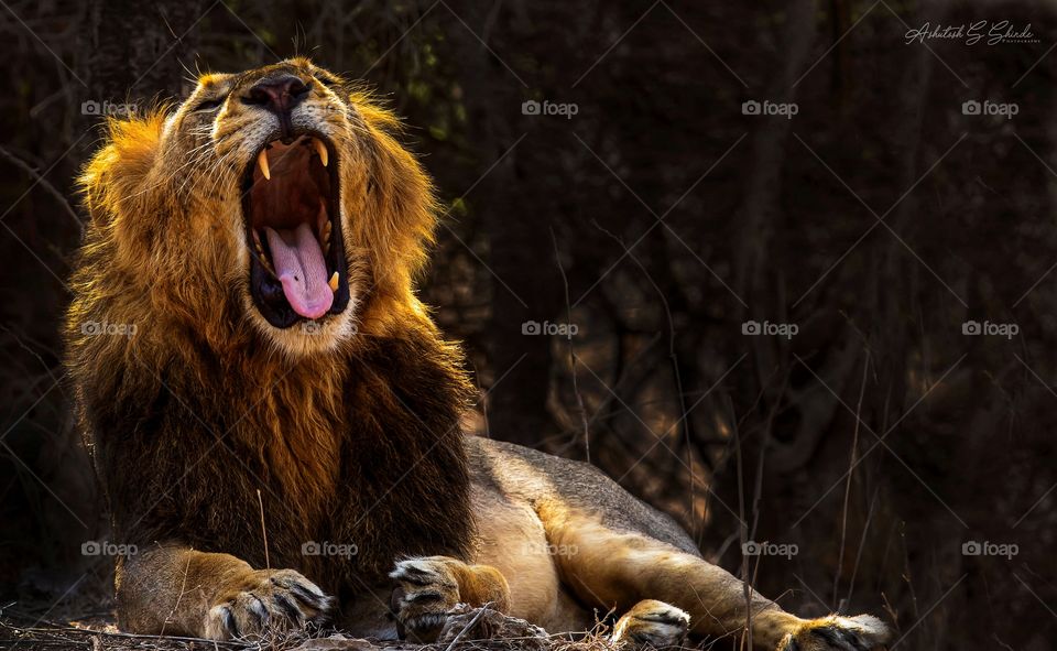 yawning king