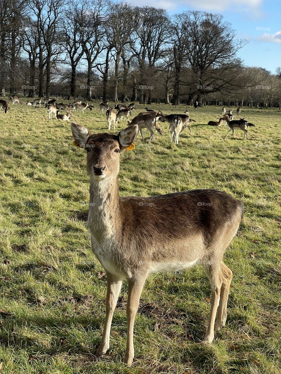 Deer in the forest