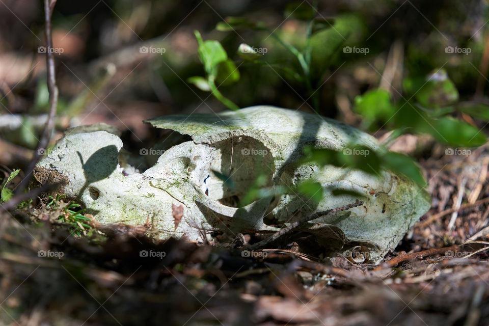 Deer skull in the forest