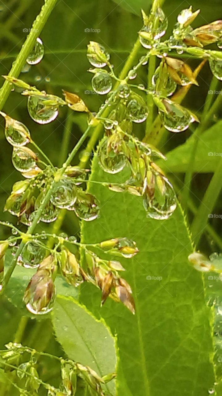 Raindrops on a plant