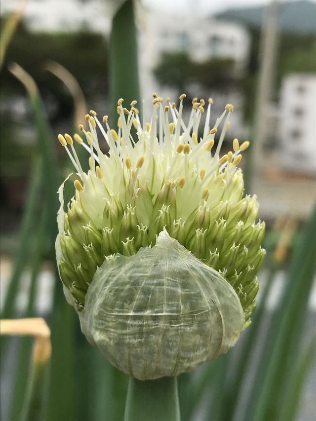 Portrait of a plant