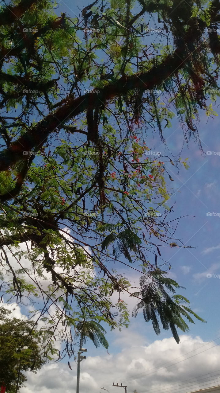 ENVIRONMENT BOTANICAL LANDSCAPE NATURE