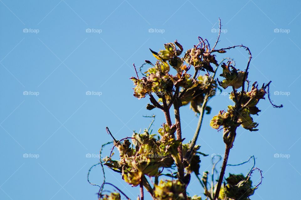 Dried ragweed with delicate tendrils against a clear, blue, autumn sky