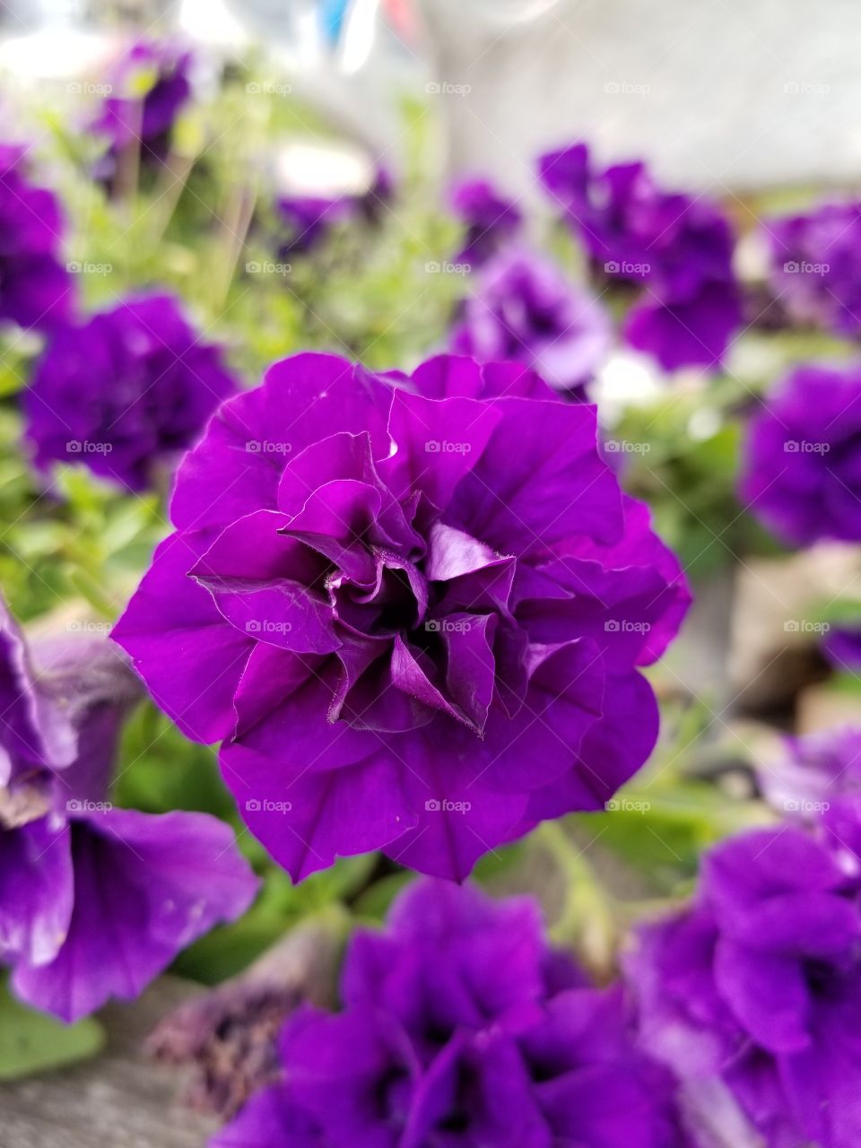Close up of beautiful purple double flowering petunia during mid July.
