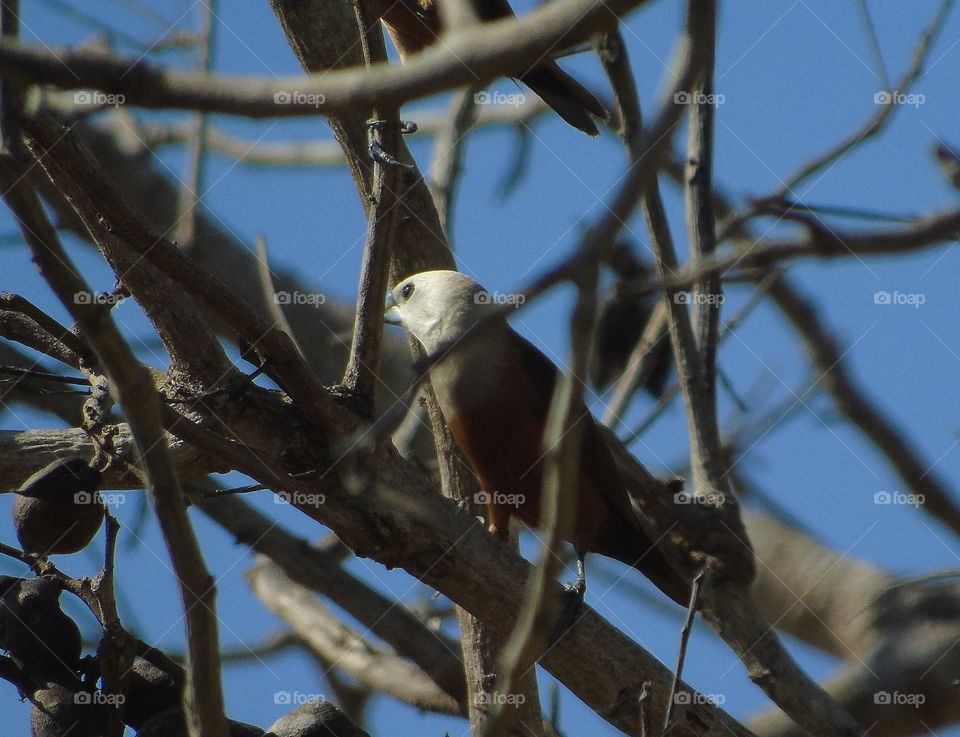 Pale-headed munia. Single bird captured from the large one species number to the hundreds. Colonial flyng to the rice field of and sounding out interest of theirs.