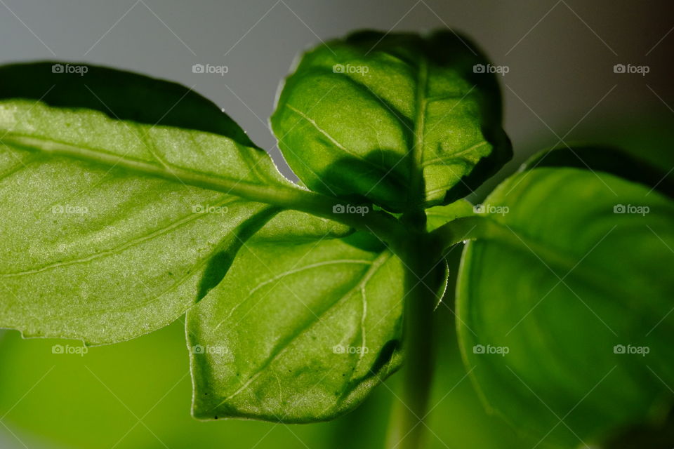 Basil leaves 
