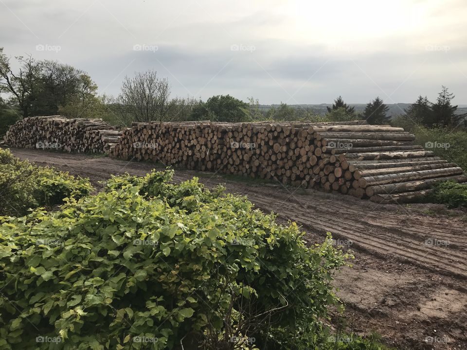 Logs of course, but l don’t think l have ever seen such a large quantity, they raise an impressive sight.