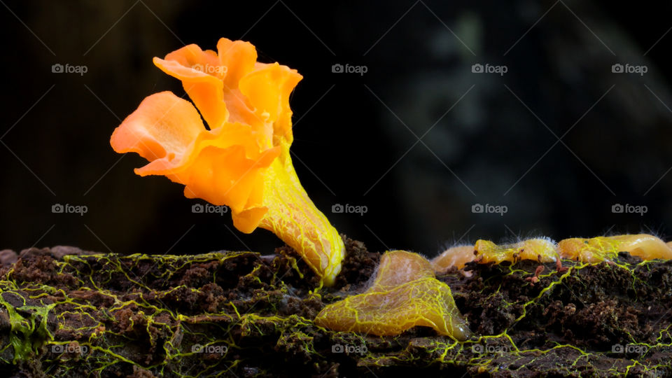 Funghi della foresta