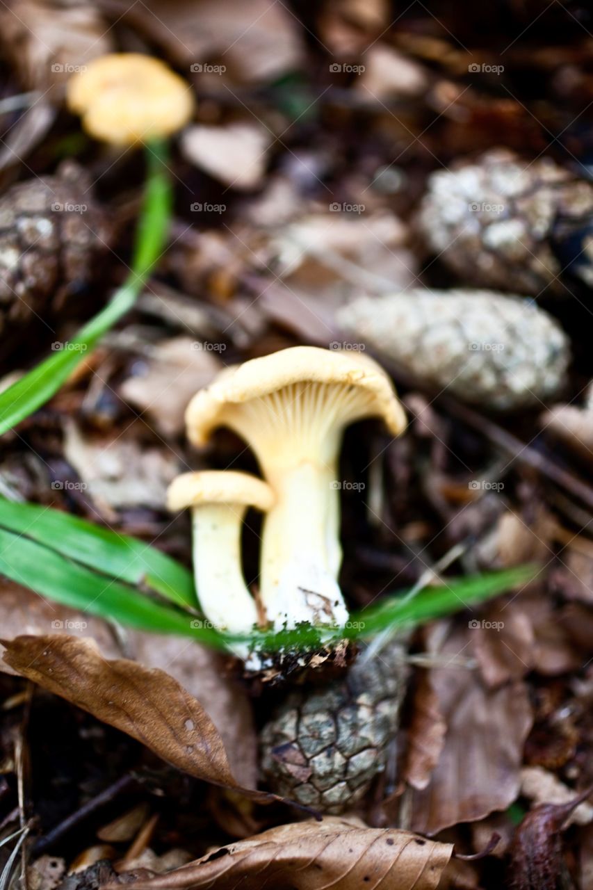 Fungus, Mushroom, Fall, Toadstool, Boletus