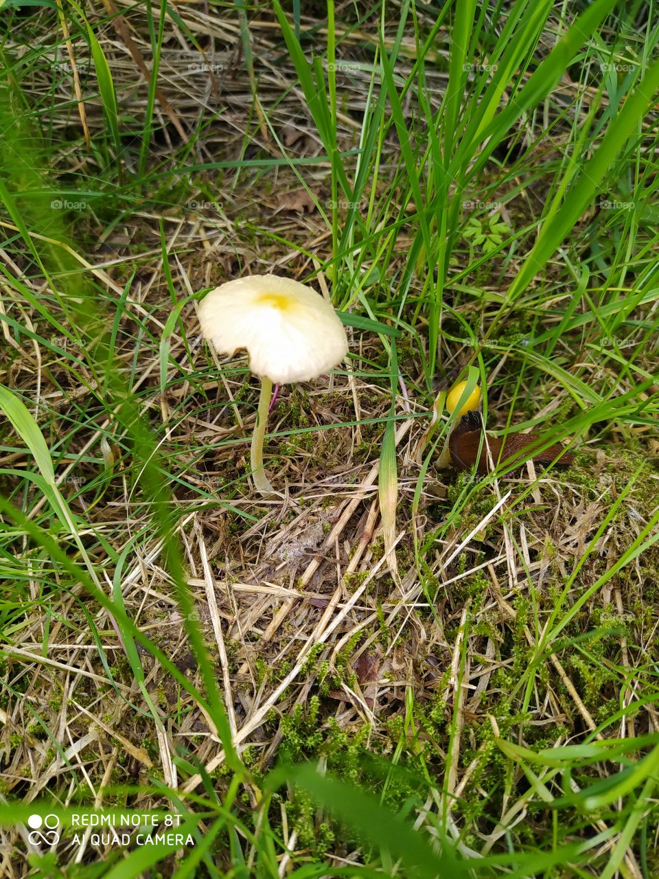 meadow mushroom