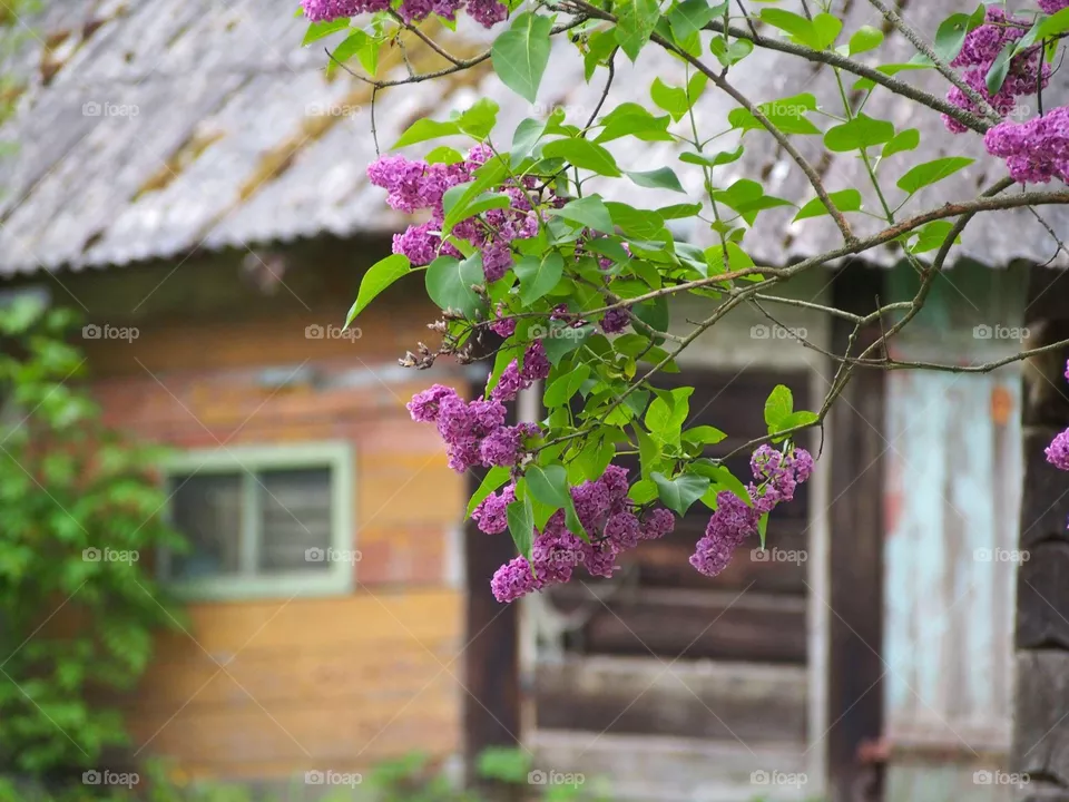 Lilac