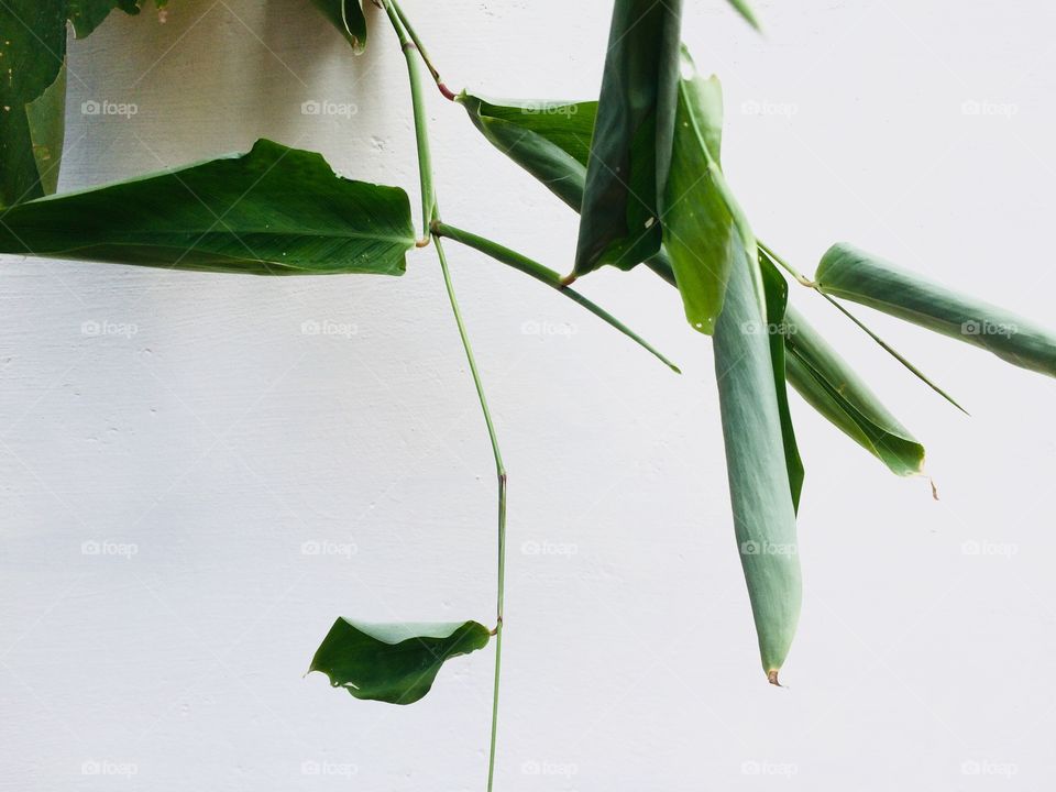 Leaf hanging from a wall