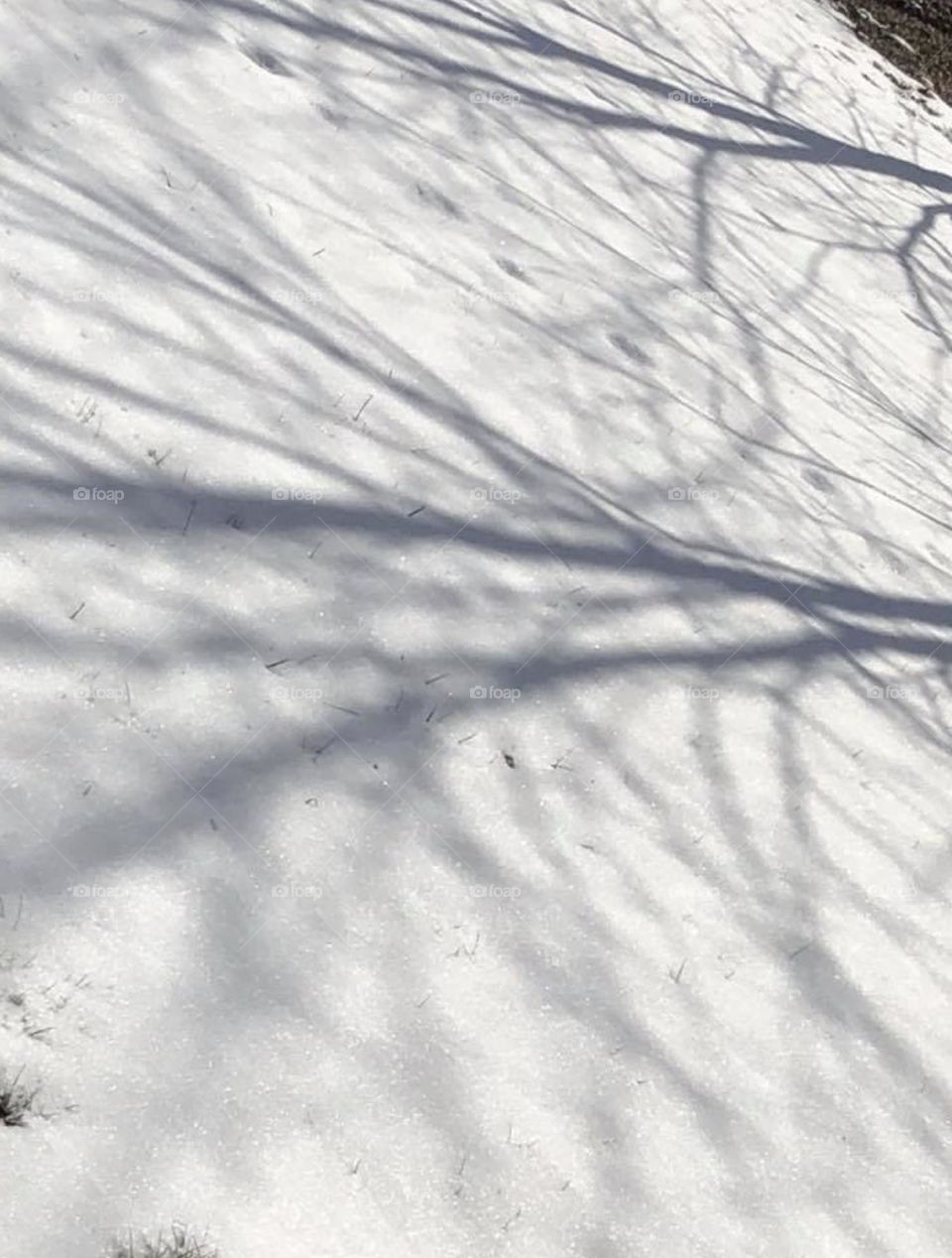 Tree shadows on the snow 