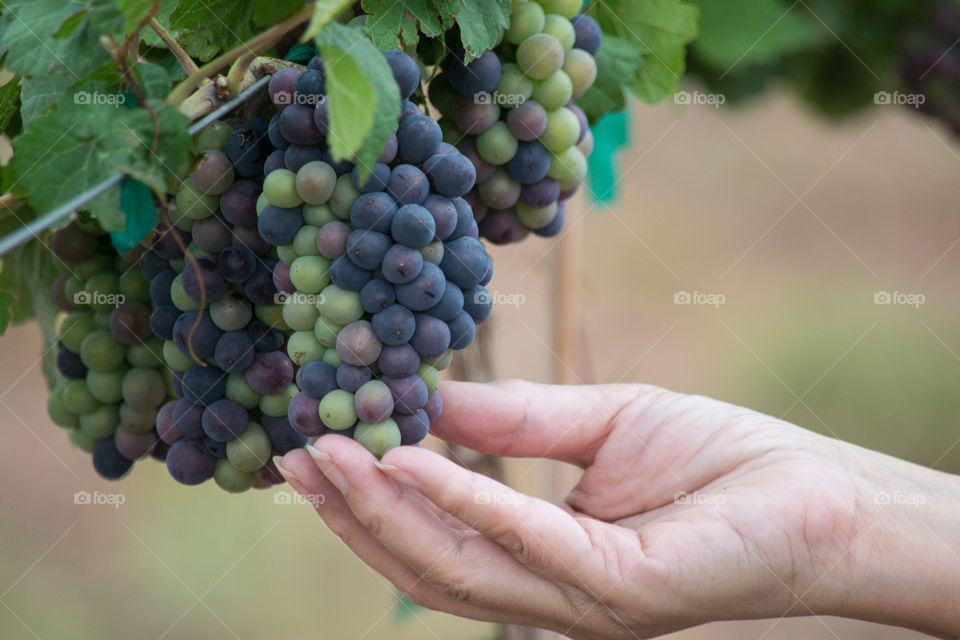 Grapes